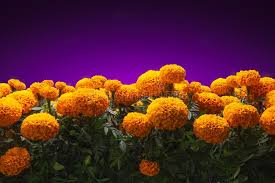 I have been home brewing wine for the last year and part of the reason got into this is to make. Cempasuchil Flowers Used For Day Of The Dead Altars Stock Image Image Of Offering Erecta 134543531