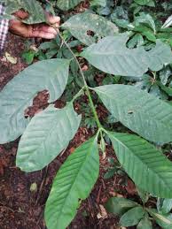 Image result for Funtumia africana