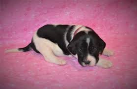 Maybe you would like to learn more about one of these? Puppies Sold At Hybrid Retrievers