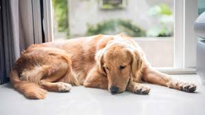 Immediately after death, shock will usually set in. Understanding And Surviving The 7 Stages Of Pet Loss Grief Sixty And Me