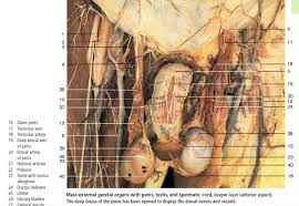 Sexism in Anatomy: A Photographic Atlas (Rohen) | by Jessica Pin | Medium