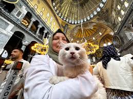 ‪For the Love of Cats in Turkey – SAPIENS‬‏