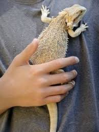 Bearded Dragon Care 101 A Beginner S Guide Bearded Dragon Care Bearded Dragon Baby Bearded Dragon