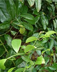 Image result for Artabotrys