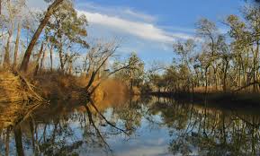 I'm asking $120 for chihuahua puppies. Thanksgiving Fall Kayaking Lake Somerville Yegua Creek Nails Creek State Park Nov 24 2017 Kayaking Texas