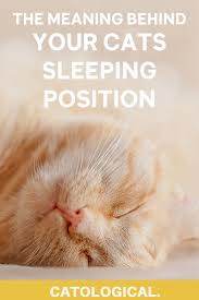 Cat Sleeping Position Meanings What Does Belly Up Or Curled Up Mean Cat Sleeping Positions Cat Sleeping Cats