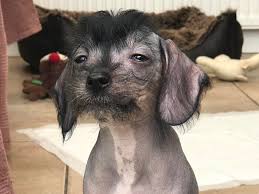Browse thru our id verified puppy for sale listings to find your perfect puppy in your area. Chinese Crested Puppies For Sale In Bala Expired Friday Ad
