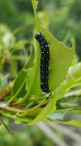 Image result for Ochna barbosae