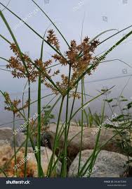 Image result for Cyperus longicarpus