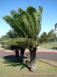 Image result for Cycas