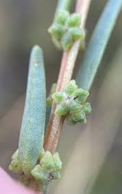 Image result for Suaeda sp. B