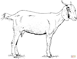 Goat Coloring Page Free Printable Coloring Pages Farm Animal Coloring Pages Animal Coloring Pages Horse Coloring Pages