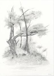 Using your charcoal pencil, shade in the branches with careful strokes to represent pine needles. Tree Drawings For Sale Saatchi Art
