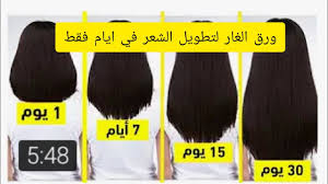 ورق الغار وفوائده للشعر معجزة ورق الغار لتطويل الشعر وإعادة انباته من الجذور Youtube
