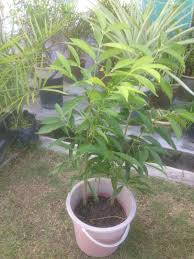 Selain mengontrol kadar gula darah, ternyata berikut manfaat mahkota dewa untuk kesehatan tubuh! Jom Tanam Sayur Jts Alihkan Pokok Mahkota Dewa