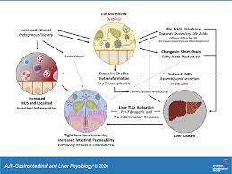 Novel yang berjudul the story of ye chen ini sangat menarik untuk di baca. A Story Of Liver And Gut Microbes How Does The Intestinal Flora Affect Liver Disease A Review Of The Literature American Journal Of Physiology Gastrointestinal And Liver Physiology