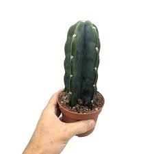 Image result for Cereus jamacaru