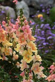 Antirrinhum M Chantilly Peach Flower Garden Plants Beautiful Flowers