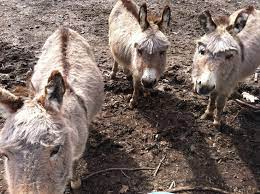 Petting Zoo In Nj Farm Gardens Zoo Animals Local Farm