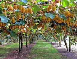 Kiwi Tree Fruit Plants Fruit Garden Kiwi Fruit