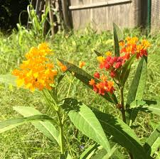 Want To Attract Butterflies To Your Garden This Summer One Surefire Way Is To Grow Milkweed Asclepias Curassavica It S A Ha Milkweed Asclepias Garden Seeds