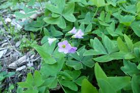 Image result for Oxalis latifolia