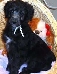 It turned out i was wrong: 52 Aussiedoodle Ideas Aussiedoodle Australian Shepherd Poodle