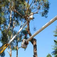 We did not find results for: Timberline Tree Service Inc 59 Reviews Tree Services 350 Lang Rd Burlingame Ca Phone Number
