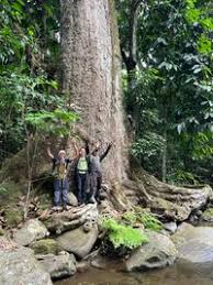 Image result for Parinari excelsa