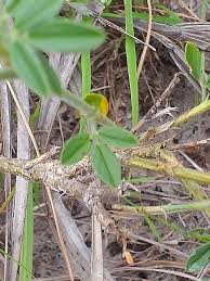 Image result for Stylosanthes fruticosa