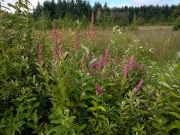 Image result for Spiraea douglasii