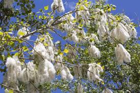 The eastern cottonwood (populus deltoids) leaves, flowers and fruit: 3 Types Of Cottonwood Trees Home Stratosphere
