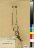 Image result for Helichrysum stenopterum