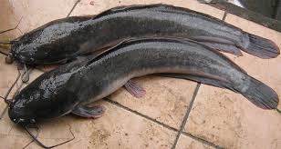 Ternakan ikan keli dalam kanvas. Kenali Ikan Keli Umpan