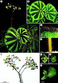 Begonia Picturata Sect Coelocentrum Begoniaceae A New Species From Limestone Areas In Guangxi China Begonia Pretty Plants Tropical Plants