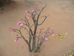 Image result for Adenium multiflorum