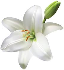 Aesthetic Black And White Flower Transparent Background Lily Flower Transparent Png Clip Art Image Gallery Yopriceville High Quality Images And Transparent Png Free Trendy Flowers Lily Flower White Lily Flower