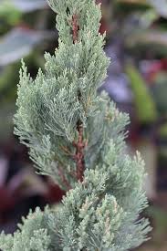 Image result for spiral cut juniper trees