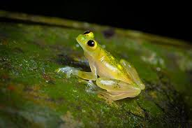 Image result for glass frog