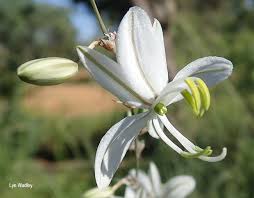 Image result for Chlorophytum galpinii