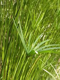 Zyperngras Zypergras Pflege Anleitung Gartendialog De Echter Papyrus Gartenpflanzen Gras