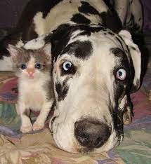 Pin By Heather Ostrowski On Stuff I Like Cute Animals Animal Pictures Funny Animal Pictures