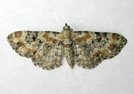 Image result for Eupithecia pulchellata