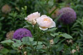 We did not find results for: 25 Best Flowers For Allergy Sufferers