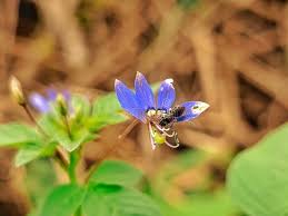 Image result for Cyanotis axillaris