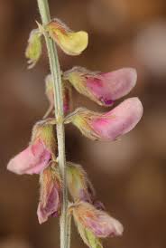 Image result for Tephrosia villosa