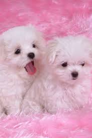 Cutest pictures of puppies is a new cool wallpaper app with tons of cool backgrounds of puppies. Puppy Love Cute Puppy Wallpaper Cute Dogs And Puppies Puppies