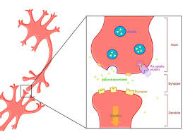 Image result for Valbenazine