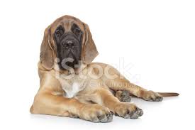 Ingiliz Mastiff Kopek Yavrusu Stok Fotograflari Freeimages Com