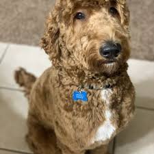 Gentle pet styling for all breeds. All Pet Grooming 11 Photos 16 Reviews Pet Groomers 3221 S Hwy 89 Bountiful Ut Phone Number